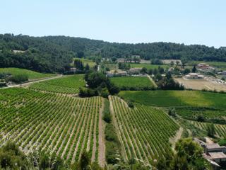 Vue sur les vignobles.