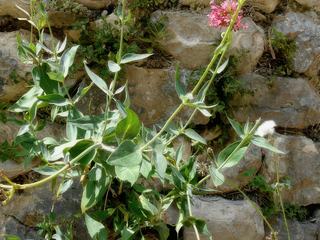 Le centranthe rouge appelée lilas d'Espagne ou valériane rouge est une plante herbacée vivace de la famille des Valérianacées. Cette plante aux fleurs parfumées, roses, rouges ou blanches, se plaît dans de nombreux endroits et affectionne particulièrement les vieux murs ou les rochers ensoleillés.