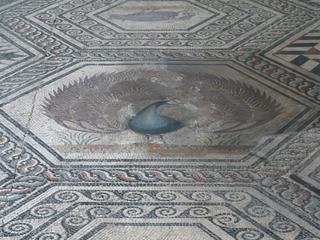 Musée archéologique Théo-Desplans. La Mosaïque du Paon.