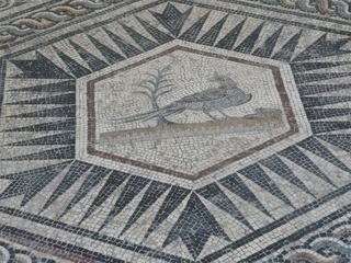 Musée archéologique Théo-Desplans. Détail de la Mosaïque du Paon:le perroquet.