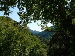 Voici le vert des chênaies.