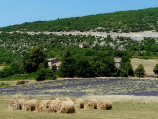 Couleurs or et mauve des champs de blé, d'épeautre et de lavande.
