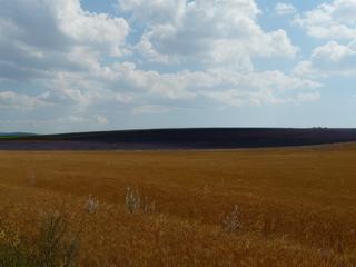 Or et mauve sur la route qui mène à Saint Cristol d'Albion.
