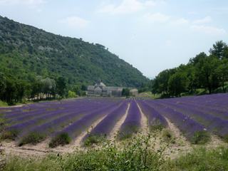 Blottie au creux de la vallée de la Sénancole, au milieu des champs de lavande:l'abbaye Notre-Dame-de-Sénanque.