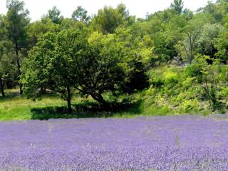 En juillet, la lavande est reine!