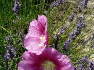 Sur la route de Gordes – France