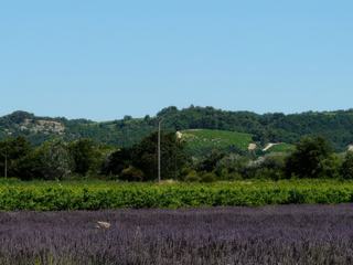 A travers vignes et lavandin.