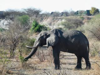 Un éléphant avec dans le fond notre "tented camp"