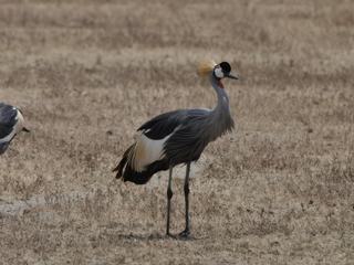 Grues royales, c'est le seul endroit où on les a vues.