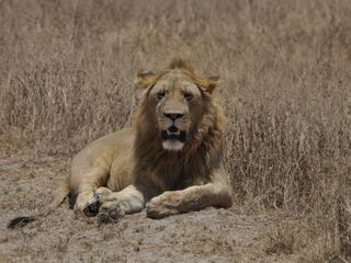 Le roi, sa Majesté le Lion.