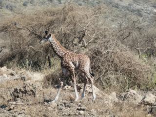 Girafon