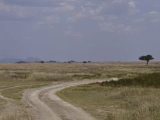 Quand on parle des vastes plaines du Serengeti ...