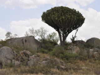 Kopjes et euphorbe. Les kopjes sont des amas de pierre et l'euphorbe est un arbre de la famille des euphorbiacées mais ça ressemble à un cactus !.