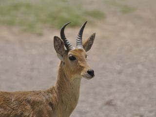 Antilope des roseaux