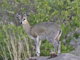 Oréotrague en langage savant, mbuzi mawe en Swahili, c'est une adorable gazelle qui nous attendait sur un rocher le 1er matin.