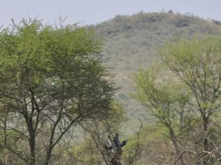 Le repos de la girafe