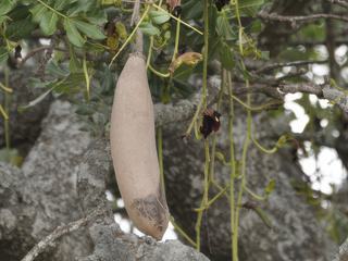 Kigelia africana ou arbre à saucisses