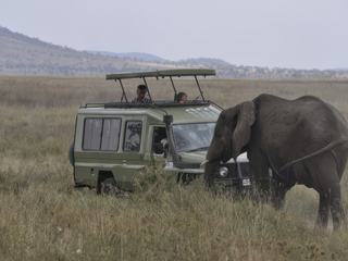 Pas contente ... un éléphant charge un 4x4. Le 4x4 a reculé vite fait !!!