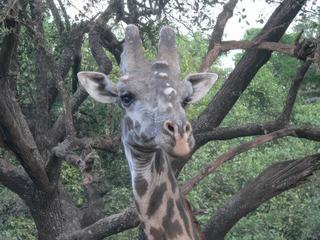 Une vieille girafe, en fait c'est un vieux mâle.