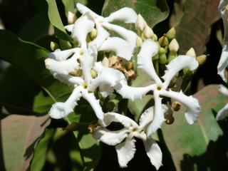 Une fleur de manguier. Ça sent superbement bon. Le parc du Lac Manyara est de nature tropicale. VOus êtes dans une forêt et plus dans la savane.