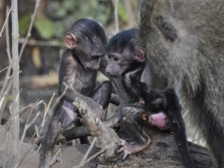 Des bébés babuoins de quelques jours.