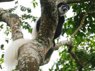 Safari animalier en privatif, tente, lodge et hôtel – Tanzanie