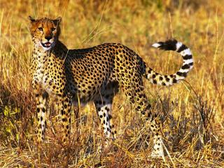 Safari animalier en privatif, tente, lodge et hôtel – Tanzanie