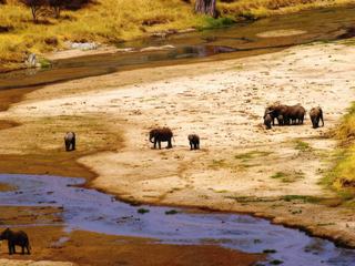 Safari animalier en privatif, tente, lodge et hôtel – Tanzanie