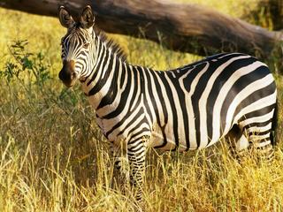Safari animalier en privatif, tente, lodge et hôtel – Tanzanie