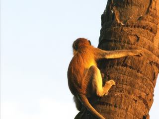 Safari animalier en privatif, tente, lodge et hôtel – Tanzanie