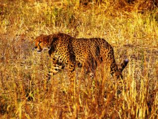 Safari animalier en privatif, tente, lodge et hôtel – Tanzanie