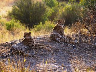 Safari animalier en privatif, tente, lodge et hôtel – Tanzanie