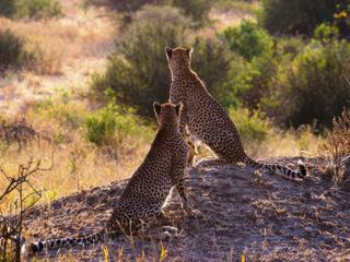 Safari animalier en privatif, tente, lodge et hôtel – Tanzanie
