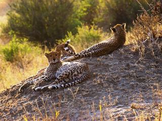 Safari animalier en privatif, tente, lodge et hôtel – Tanzanie
