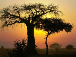 Safari animalier en privatif, tente, lodge et hôtel – Tanzanie