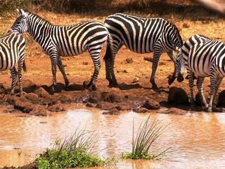 Safari animalier en privatif, tente, lodge et hôtel – Tanzanie