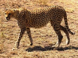 Safari animalier en privatif, tente, lodge et hôtel – Tanzanie