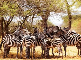Safari animalier en privatif, tente, lodge et hôtel – Tanzanie