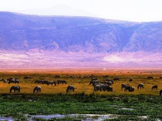 Safari animalier en privatif, tente, lodge et hôtel – Tanzanie