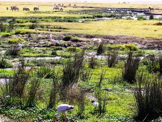 Safari animalier en privatif, tente, lodge et hôtel – Tanzanie