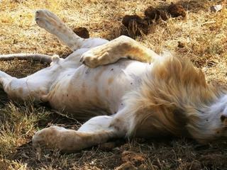 Safari animalier en privatif, tente, lodge et hôtel – Tanzanie