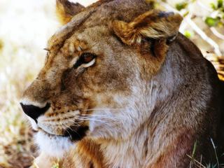 Safari animalier en privatif, tente, lodge et hôtel – Tanzanie