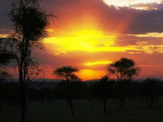 Safari animalier en privatif, tente, lodge et hôtel – Tanzanie