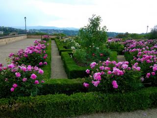 Massifs de pivoines.