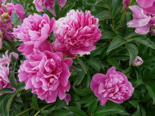 Les pivoines des jardins de Boboli.