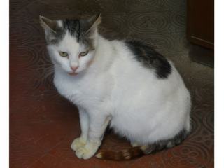 Un des chats de San Galgano.
