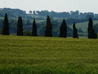 Les cyprès de San Galgano.