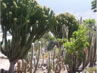 la vallée des cactus à Tocodoman