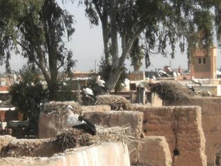 A voir à Marrakech – Maroc