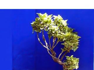 Jardins de Majorelle